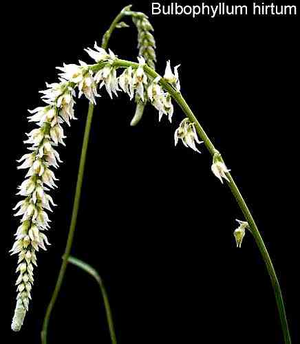 Bulbophyllum hirtum